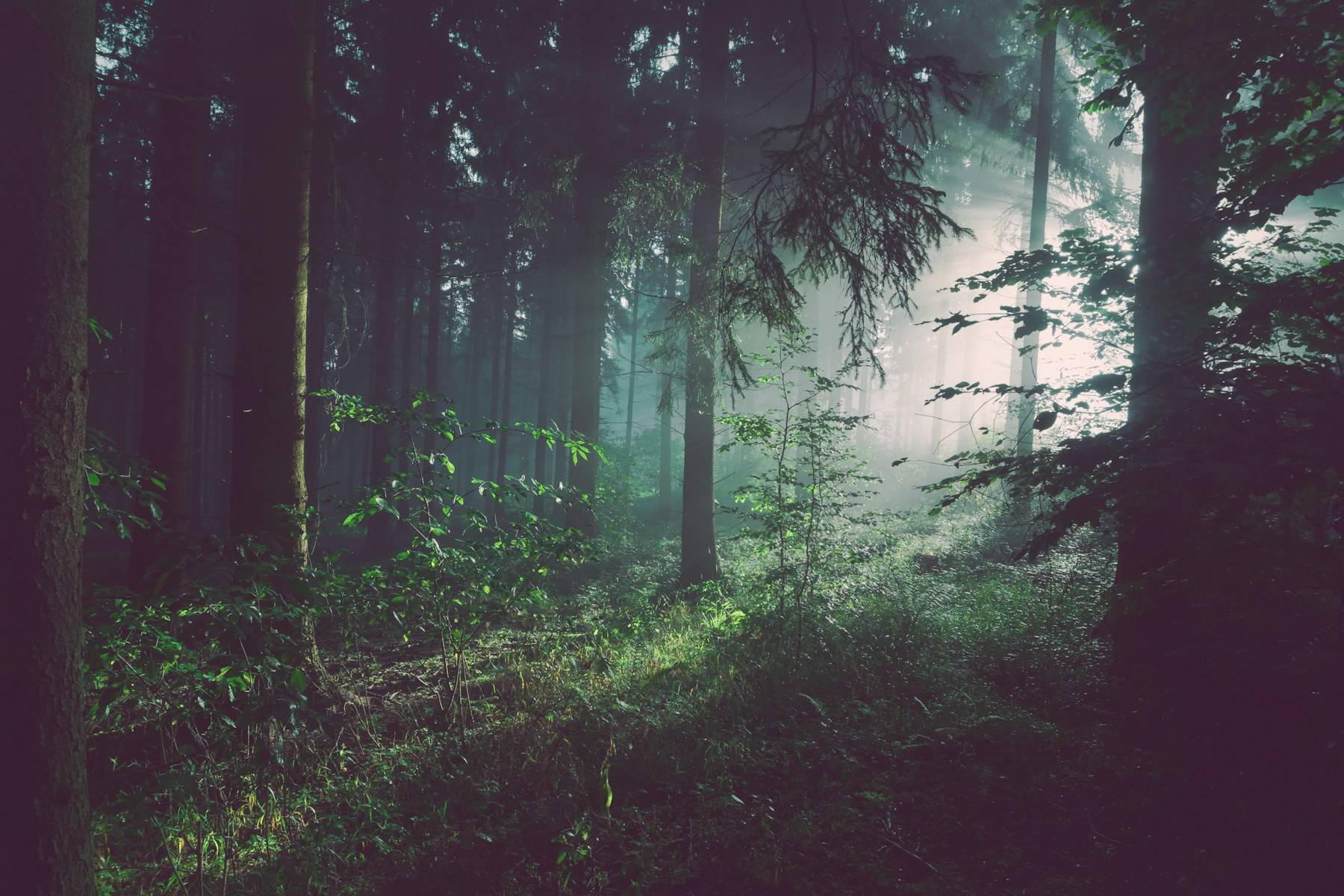 Korkea suomalainen metsä ilta-auringossa